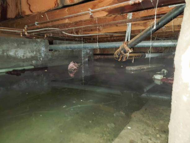 Best 24/7 water damage repair  in Marine, IL