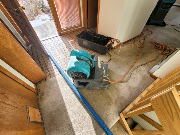 Best Mold removal after water damage  in Marine, IL