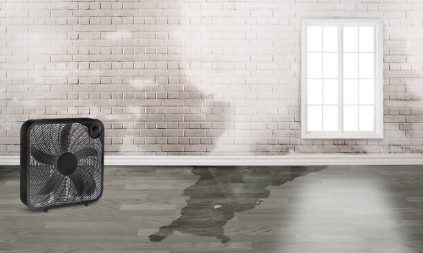 Best Ceiling water damage repair  in Marine, IL